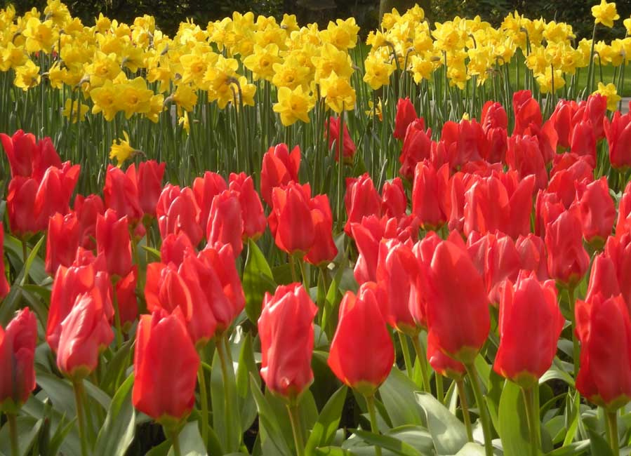 Keukenhof