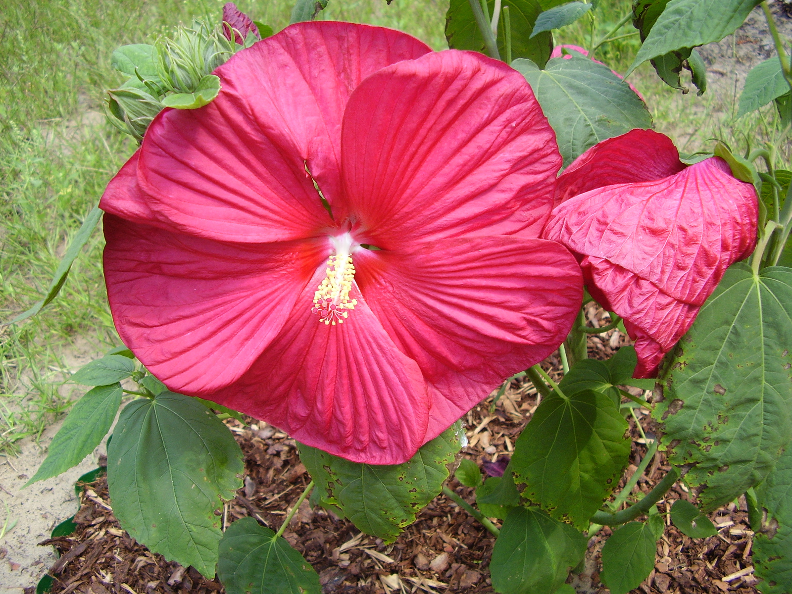 mocsári hibiszkusz