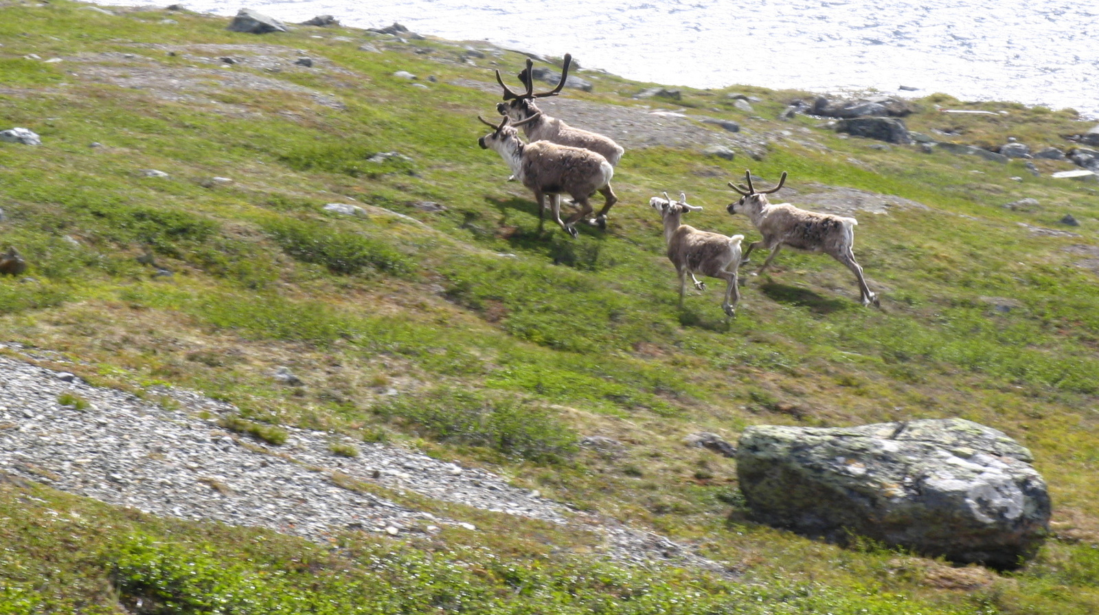 Kungsleden