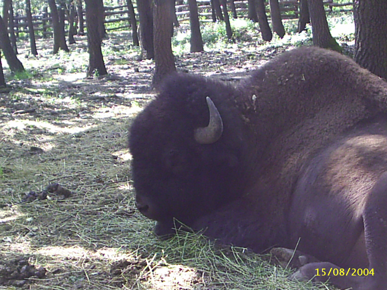 Budakeszi Vadaspark 026