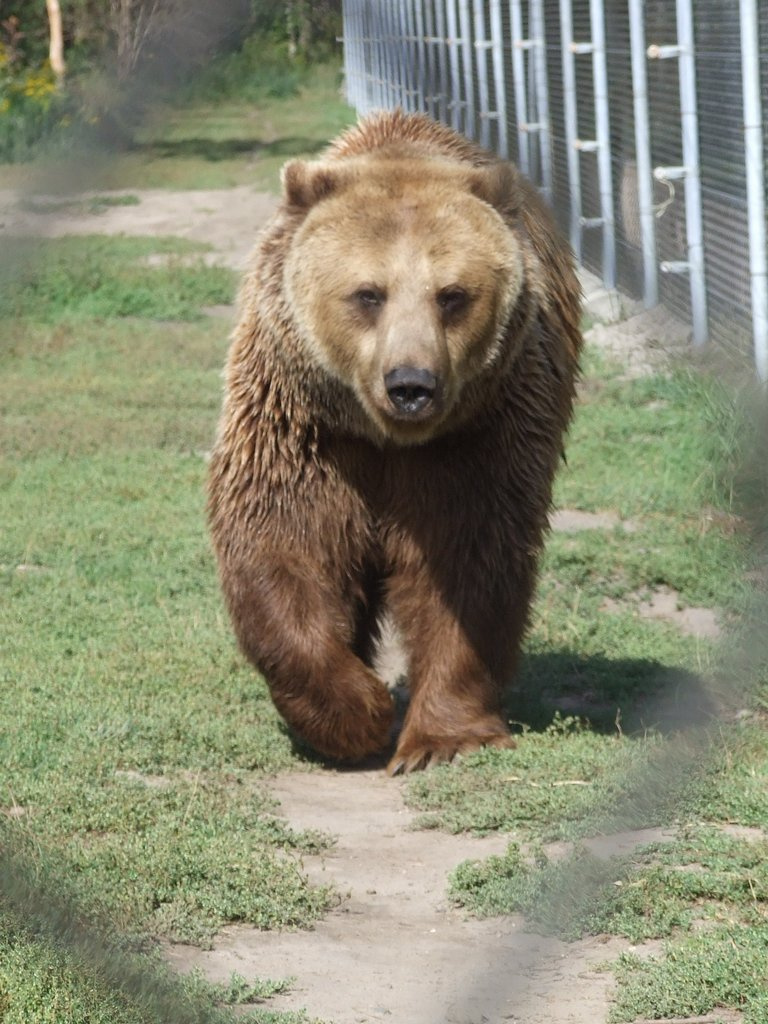 Veresegyházi Medvepark 05