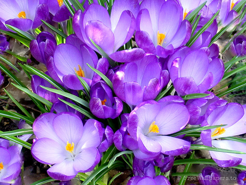 crocus