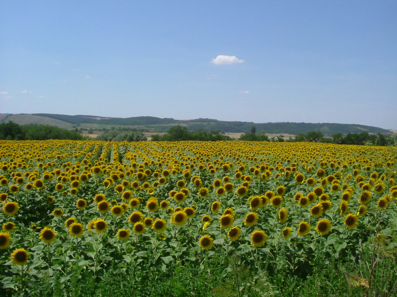 napraforgótábla