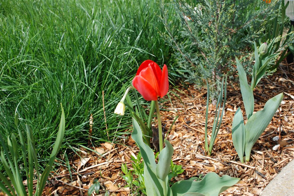 Tulipán