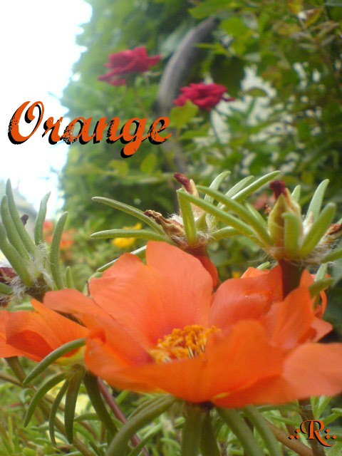 Orange