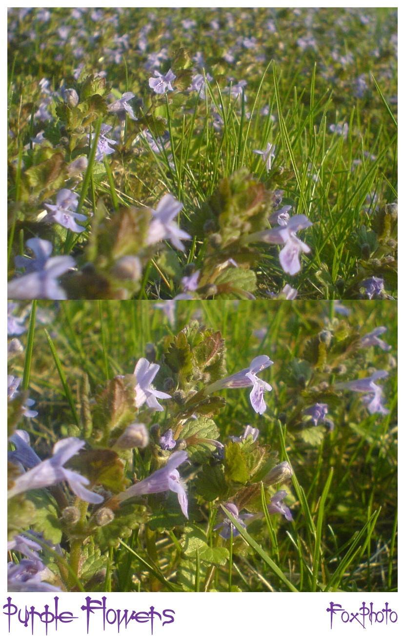 Purple Flowers