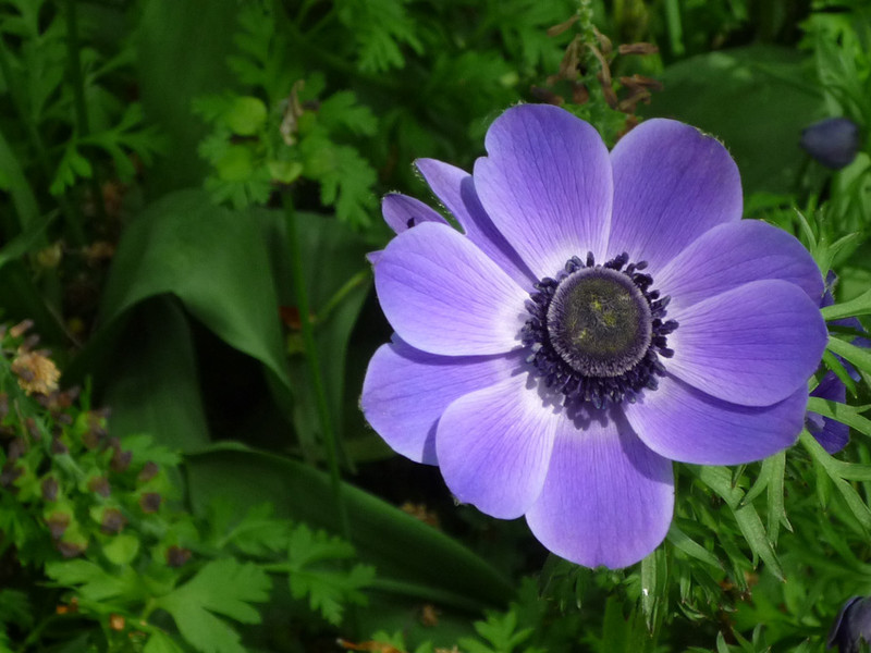 keukenhof 21