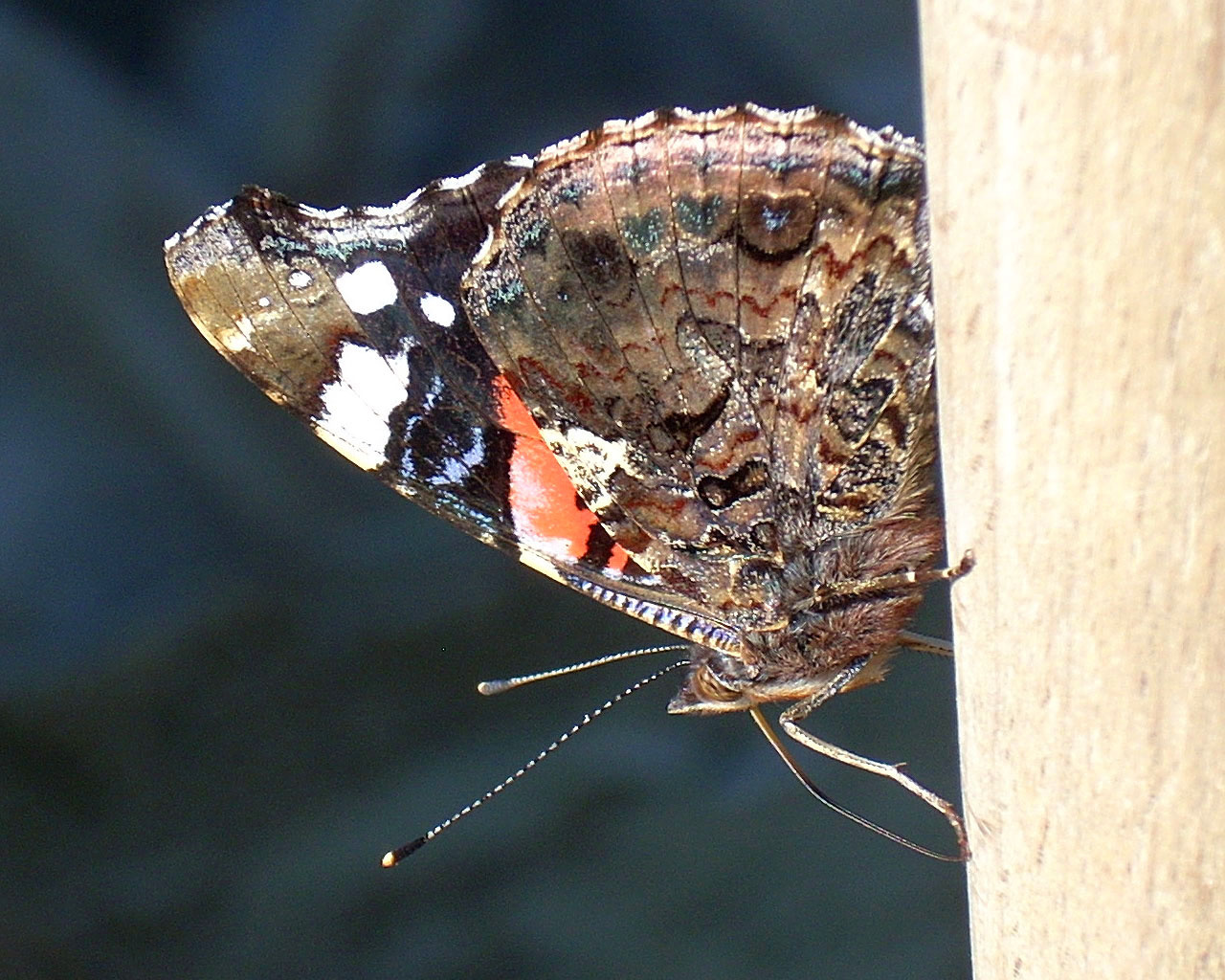 Atalanta-lepke, Vanessa atalanta képernyőre