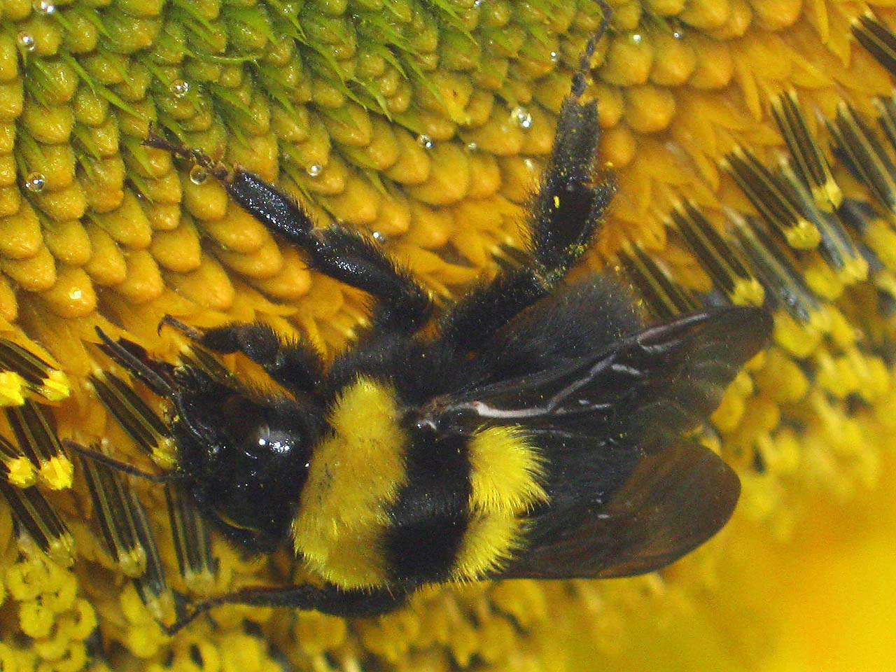 Délvidéki poszméh (Bombus argillaceus) 04