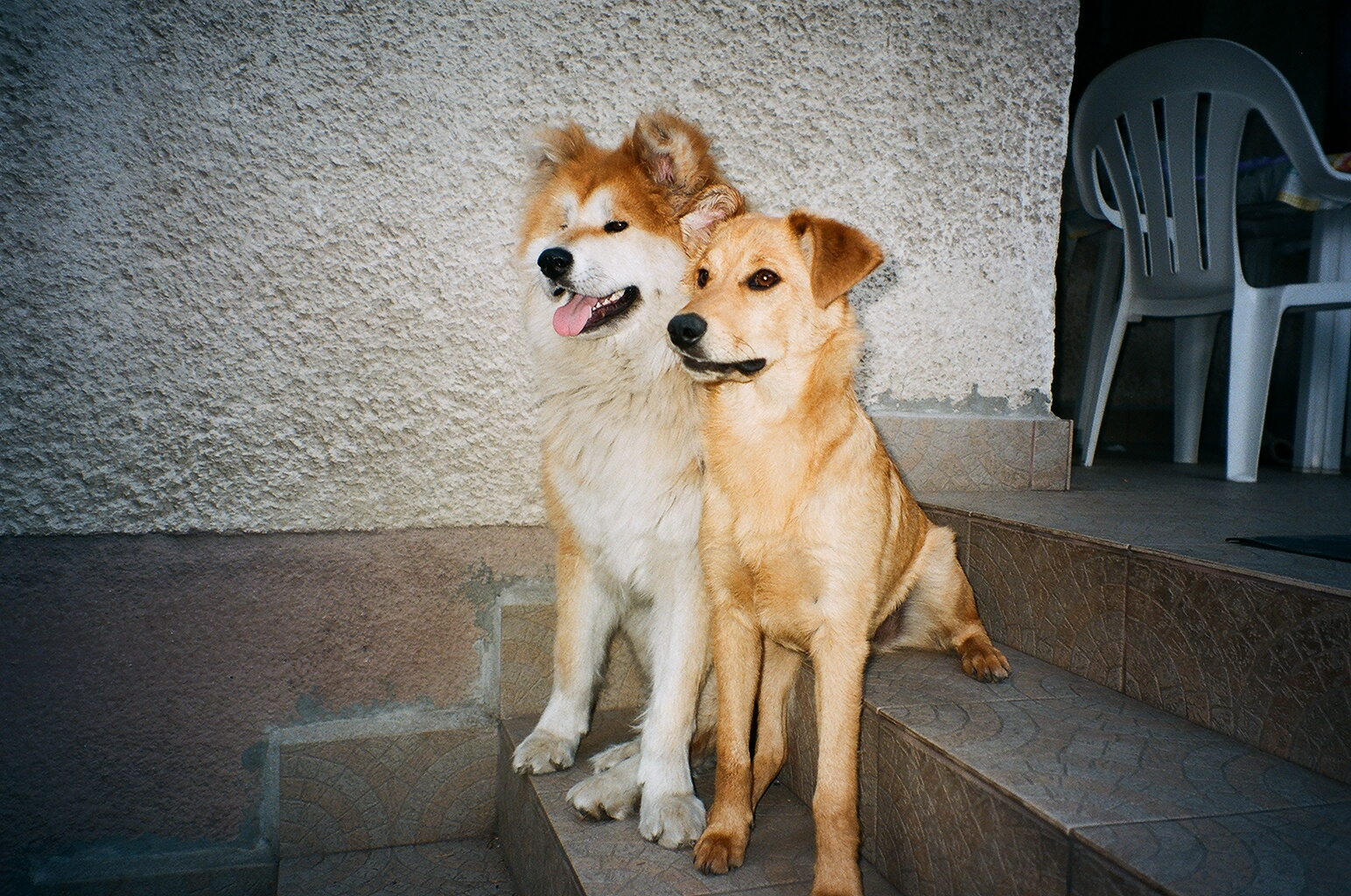 akita és a kis ozi gyerek