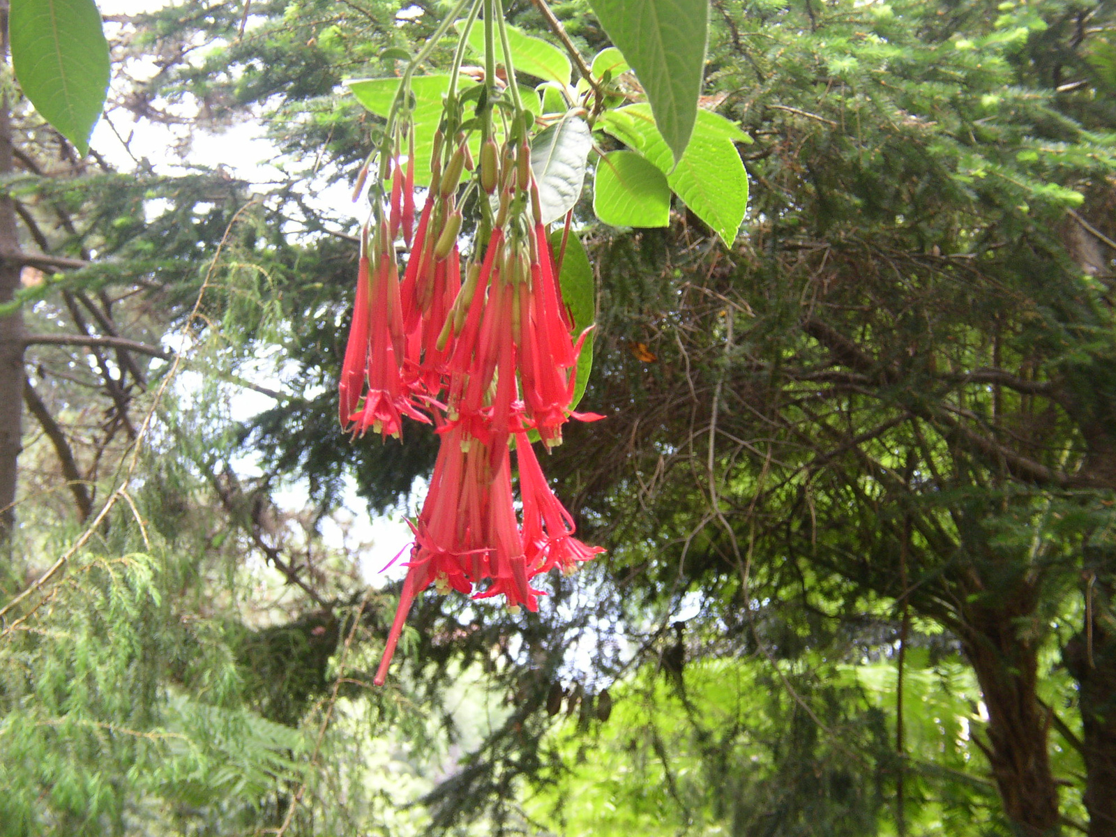 madeira2007 056