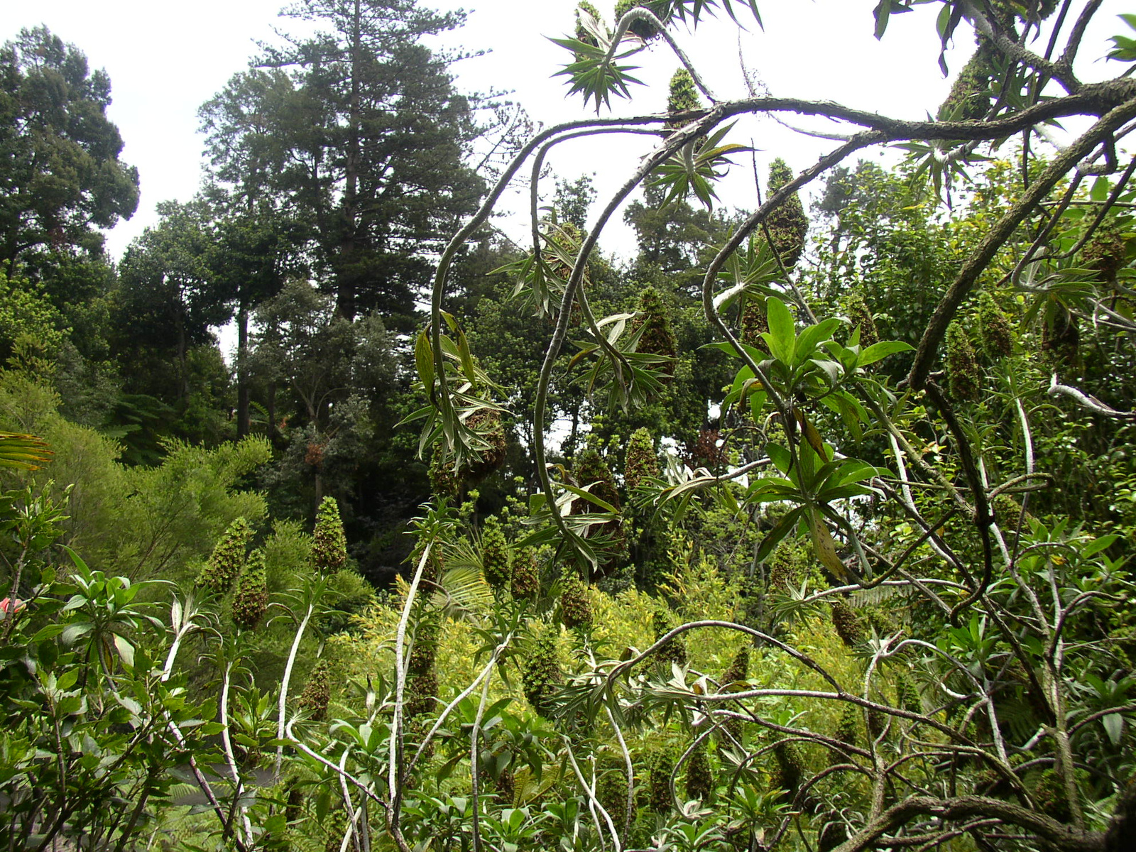 madeira2007 072