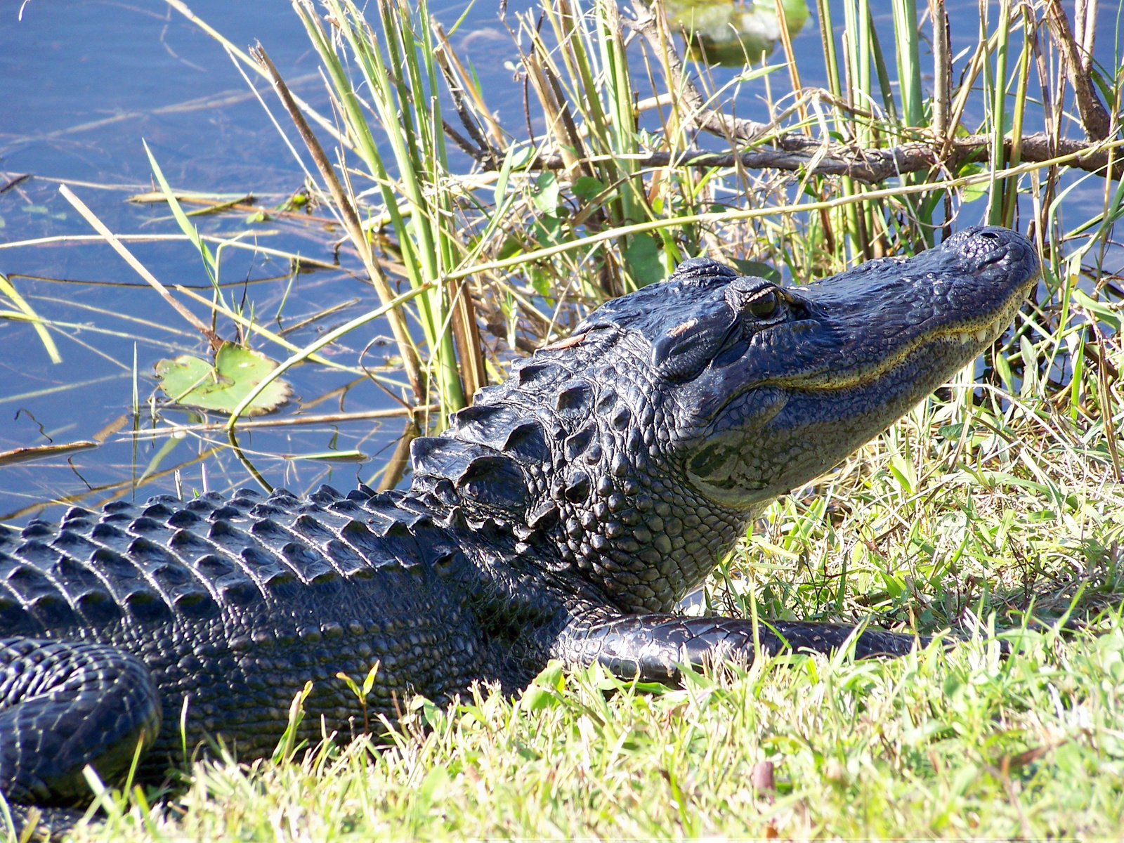 Everglades