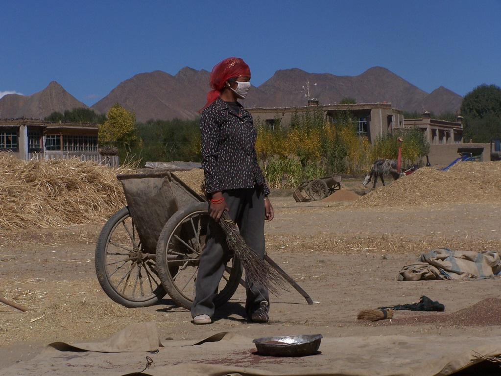 Harvesting in Tibet