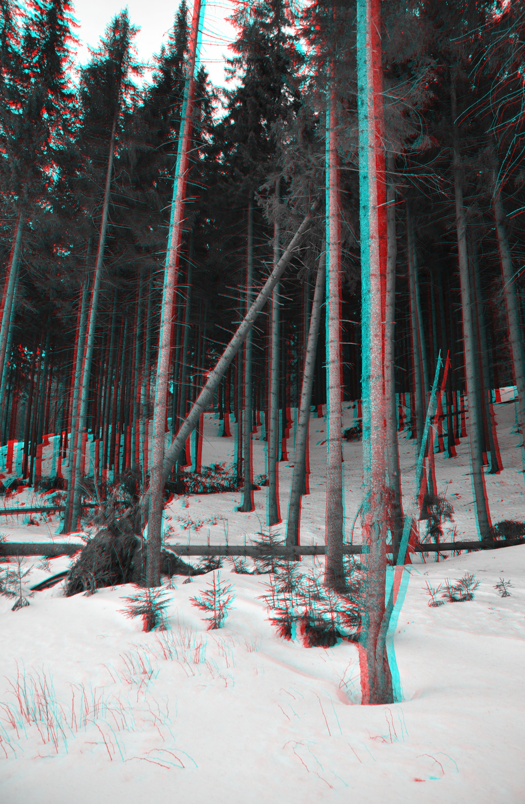 Forest3 3D