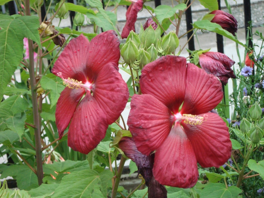 Piros mocsári hibiszkusz