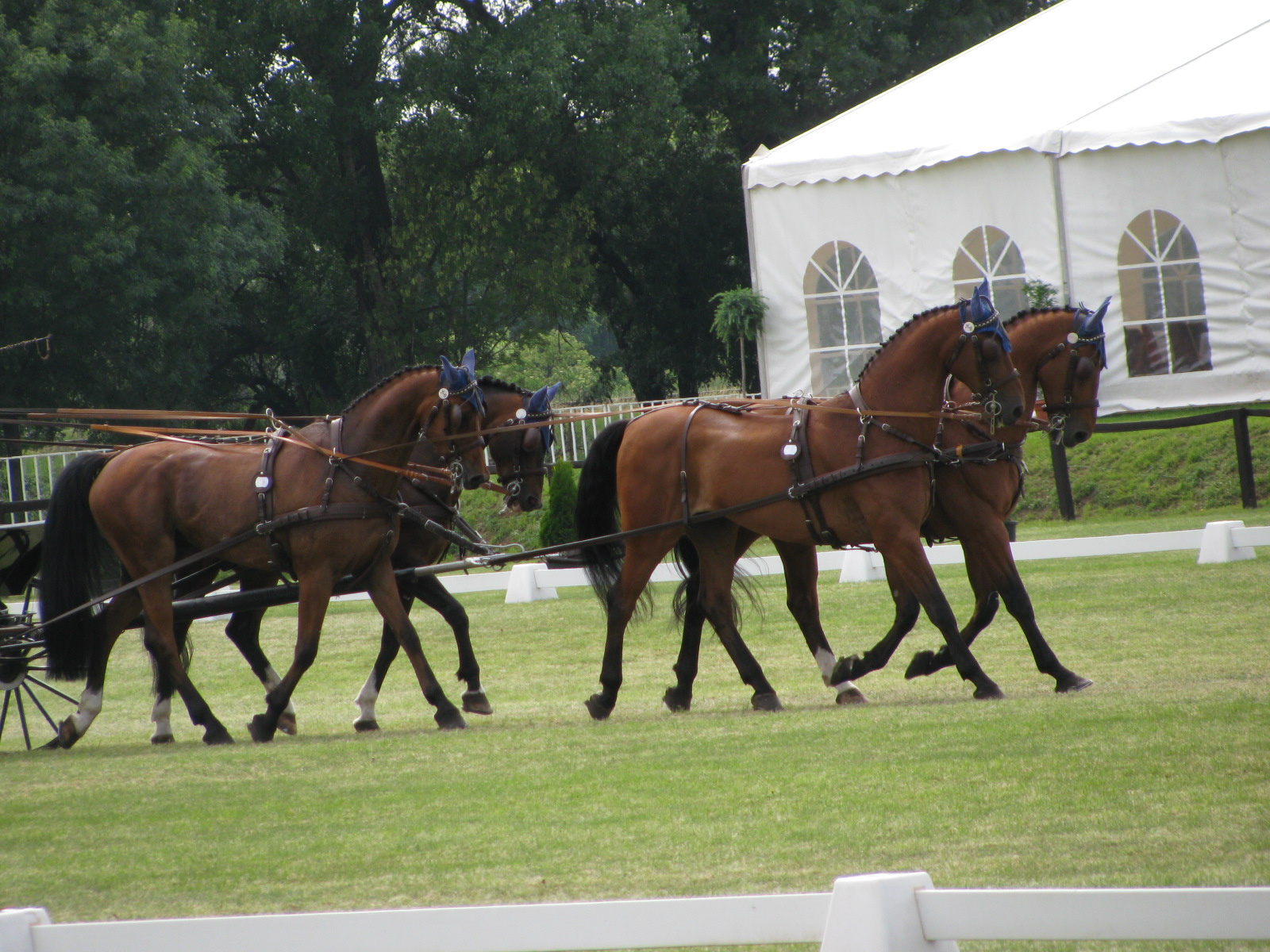 Vecséskupa2009 043