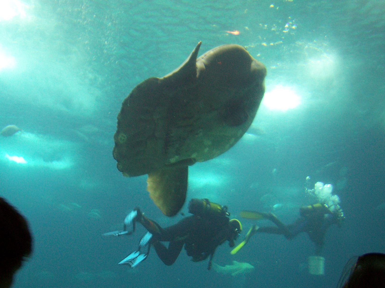 mola, avagy ocean sunfish