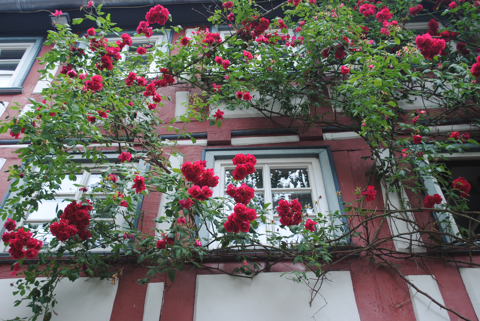 rózsakert az ablakban