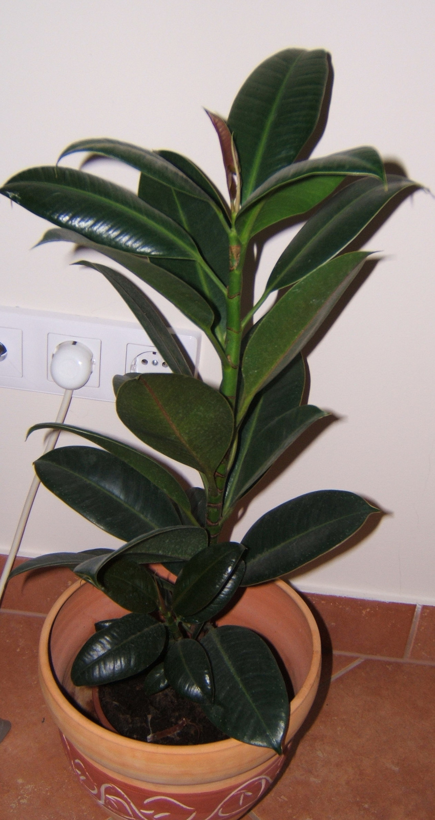 Ficus