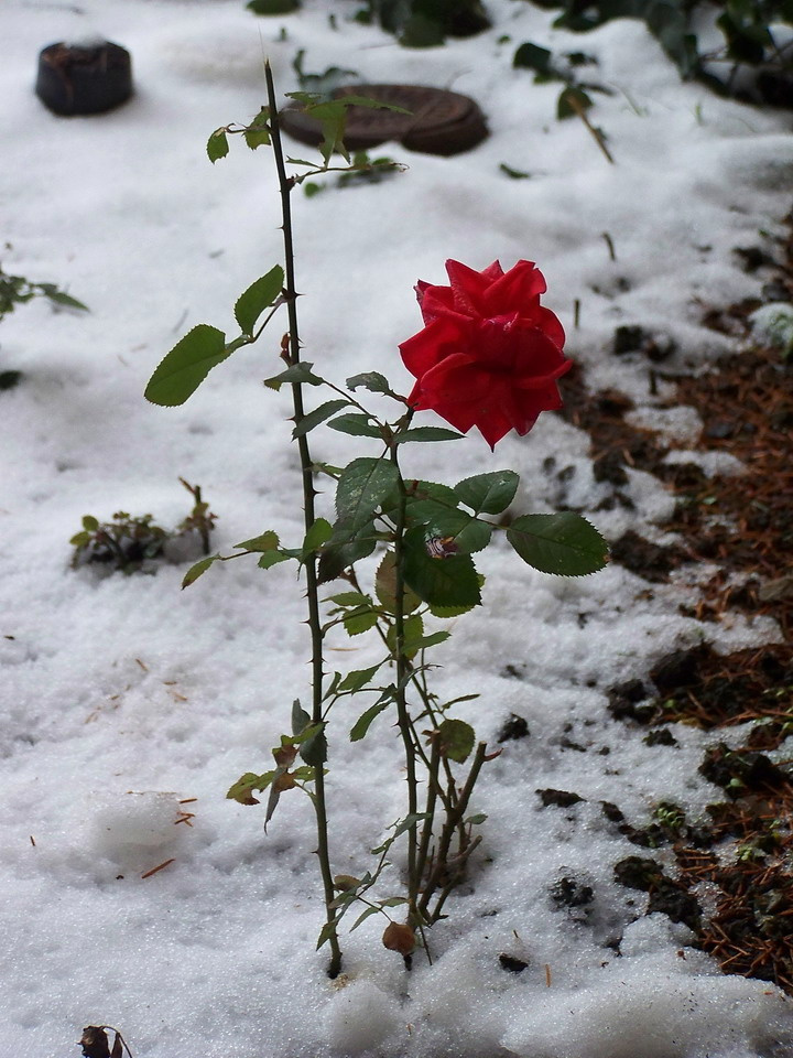 rózsa, decemberi piros