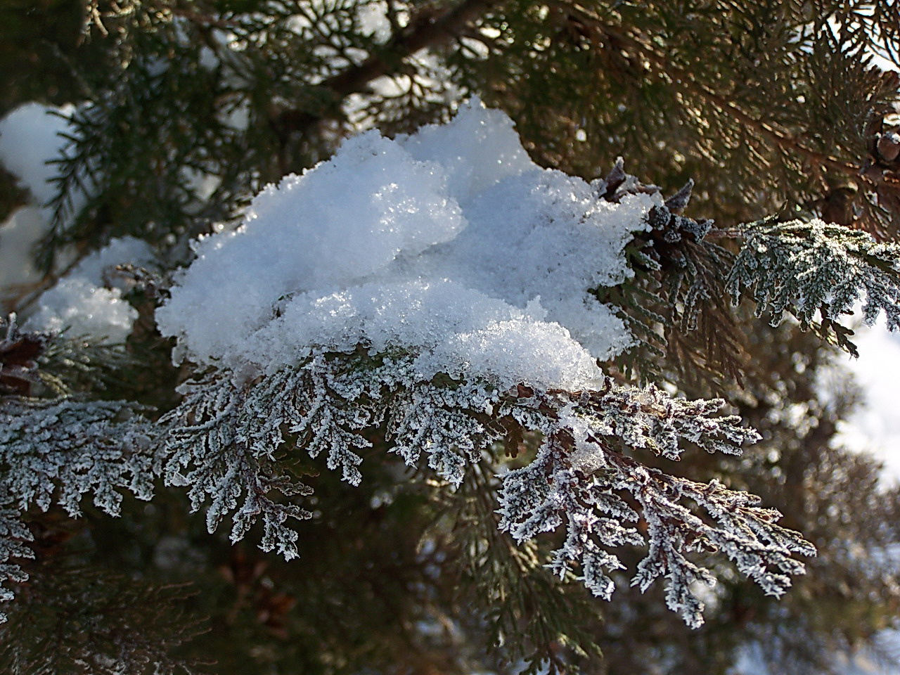 téli képek, hó és zúzmara