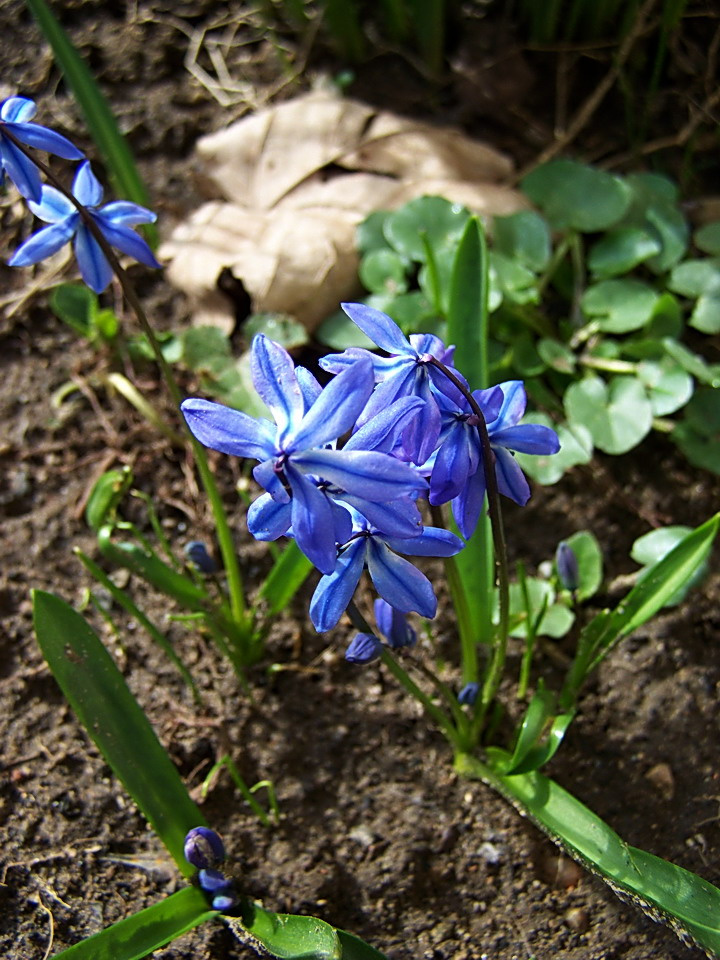 különleges növények, kék jácintos