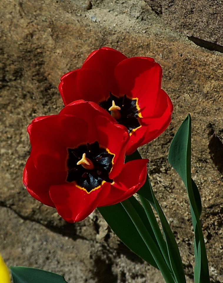 tulipán, társak