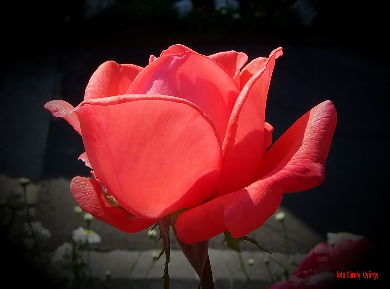rózsa, pirosló