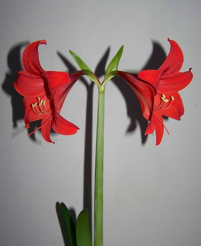 amaryllis, egy szál virág