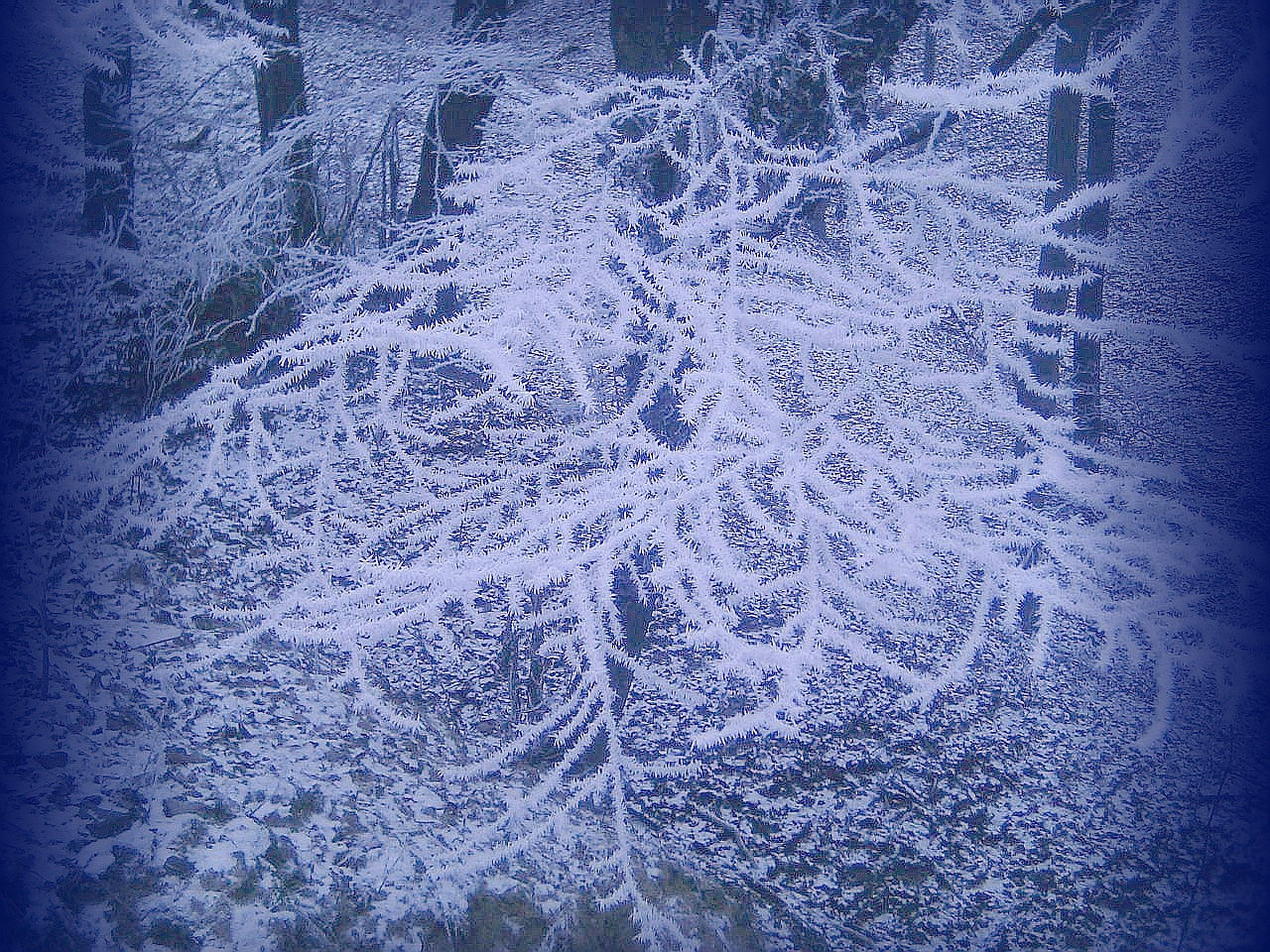 téli képek, zúzmara a téli erdőben