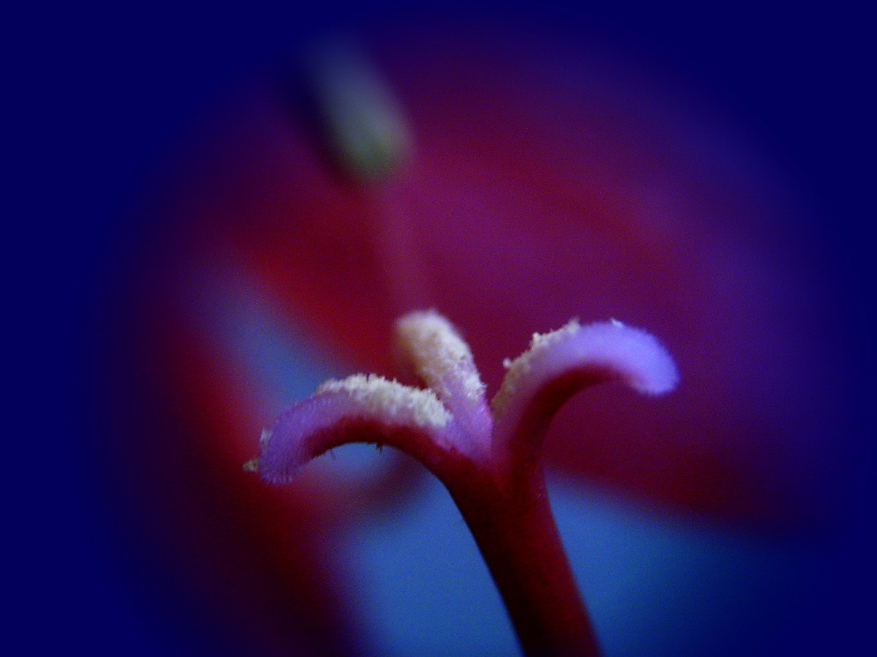 amaryllis, virágporosan