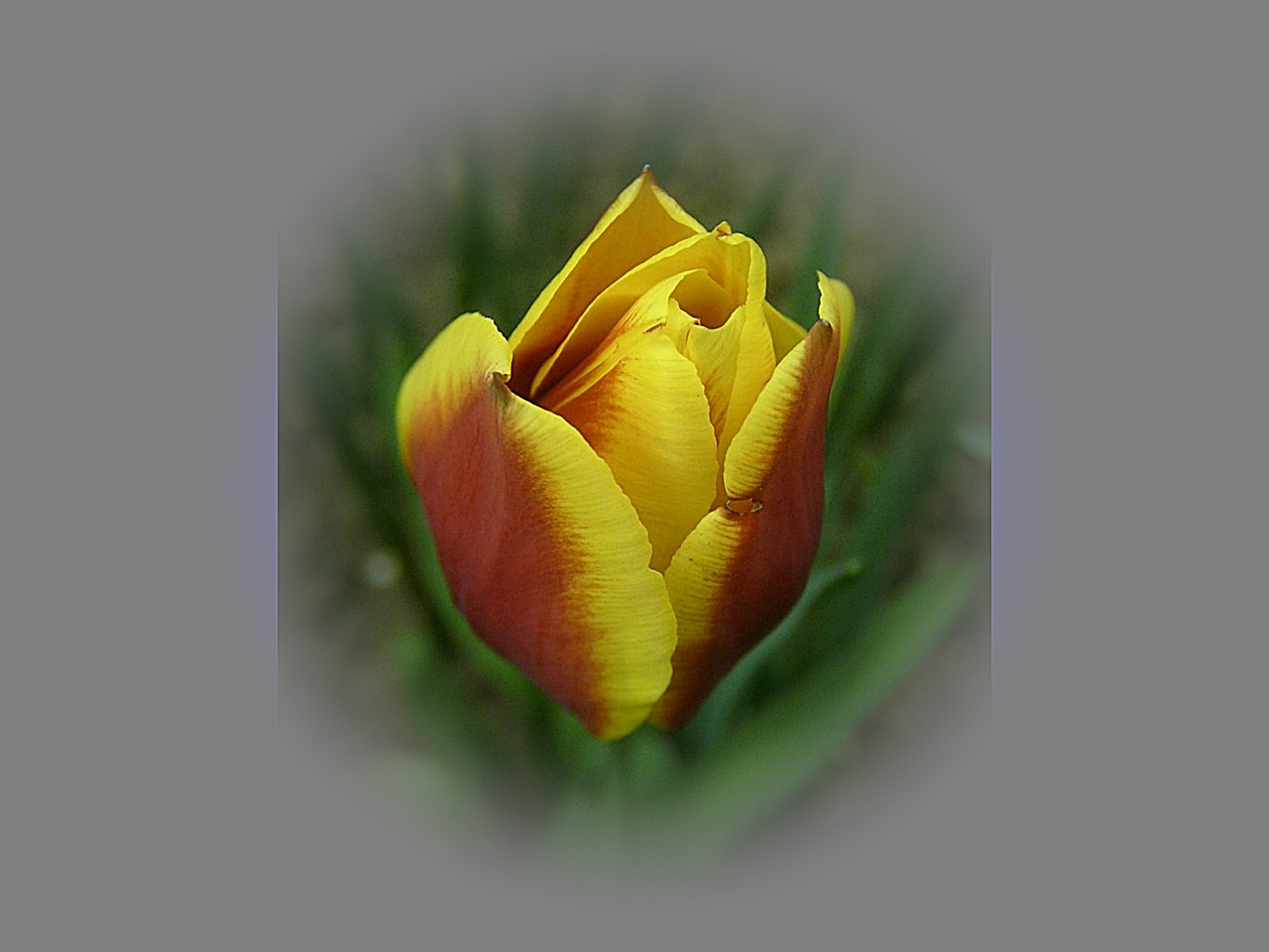 tulipán, barna - sárga elegancia