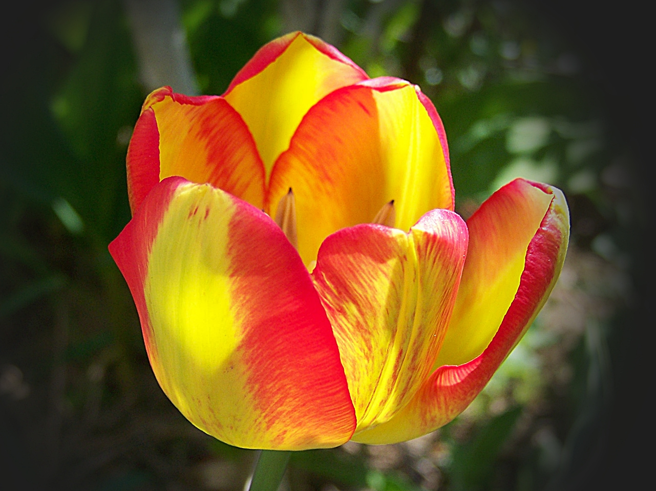 tulipán, kényelmes csíkos