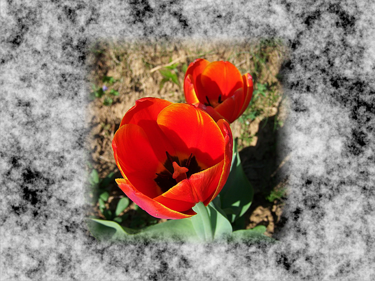tulipán, nyitott piros gömb