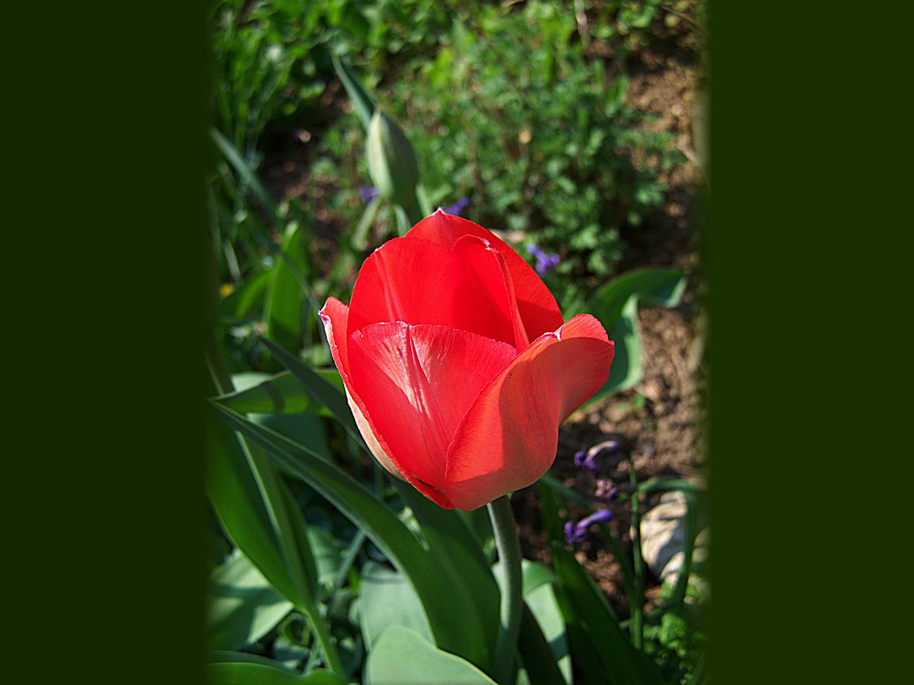 tulipán, oldalfényben