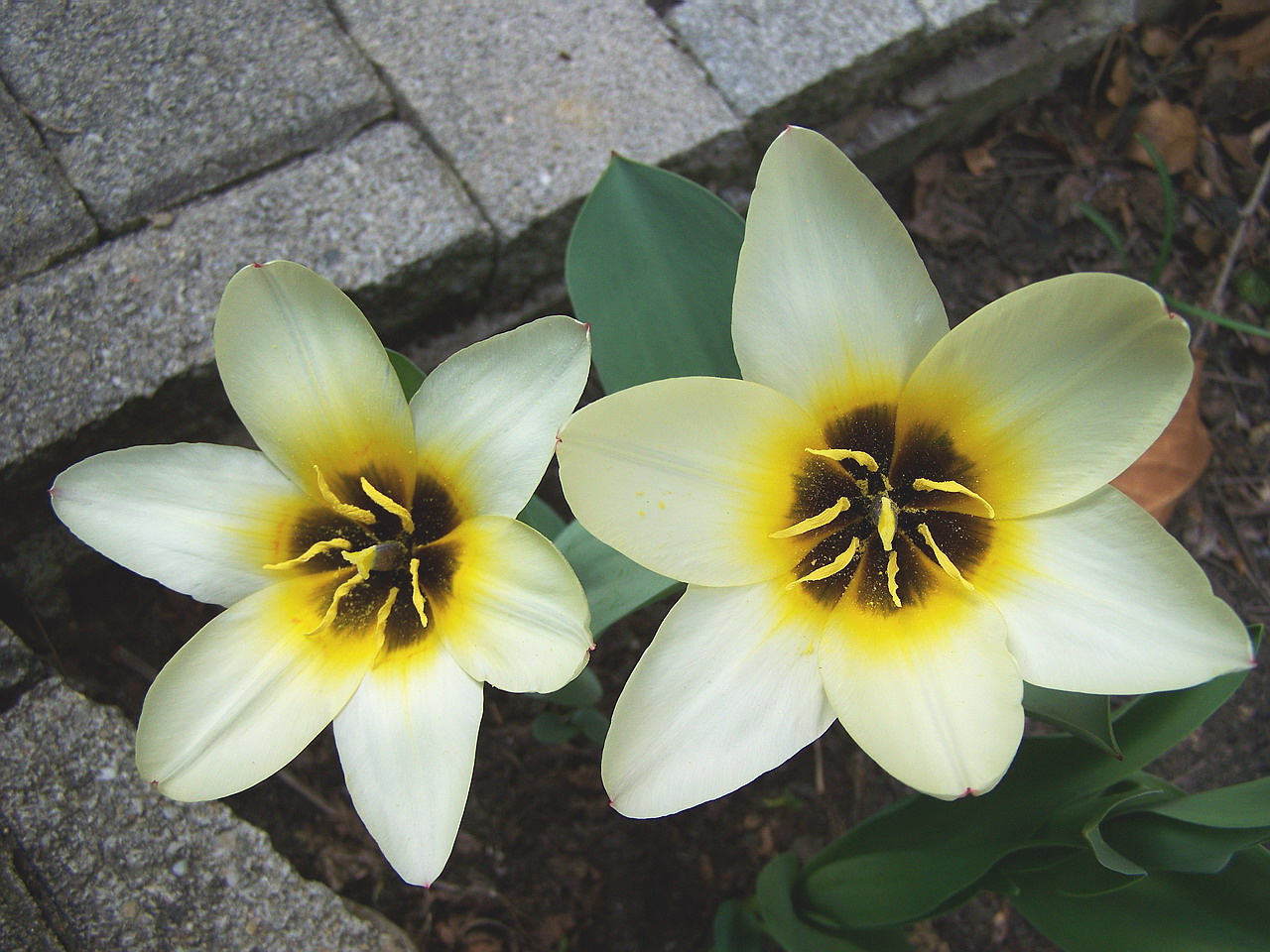 tulipán, színharmónia