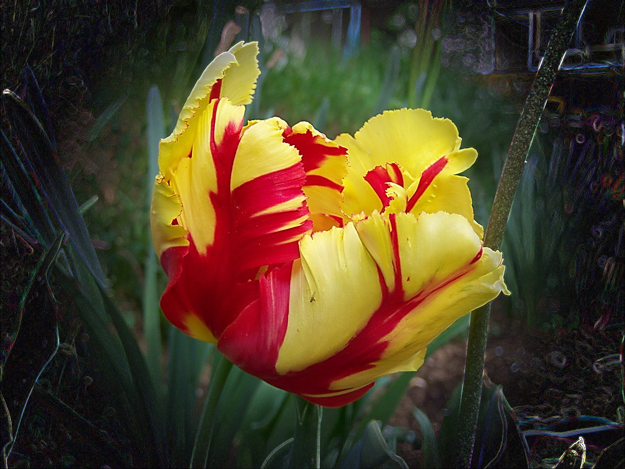 tulipán, rangasz ciklámen-sárga