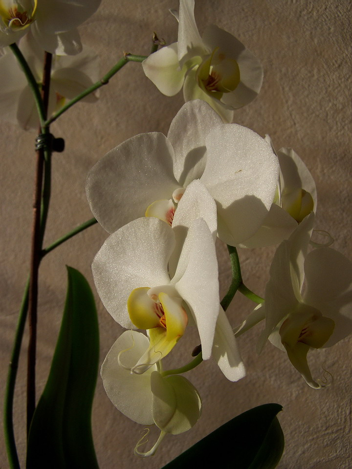 orchidea, naplementében