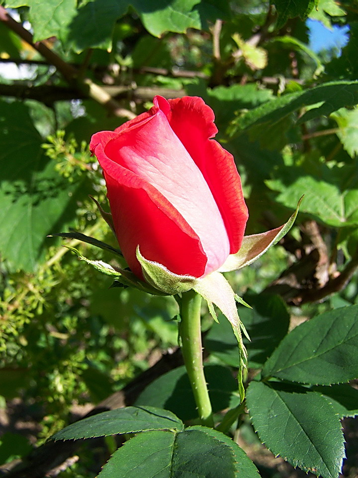 rózsa, nyári bimbó