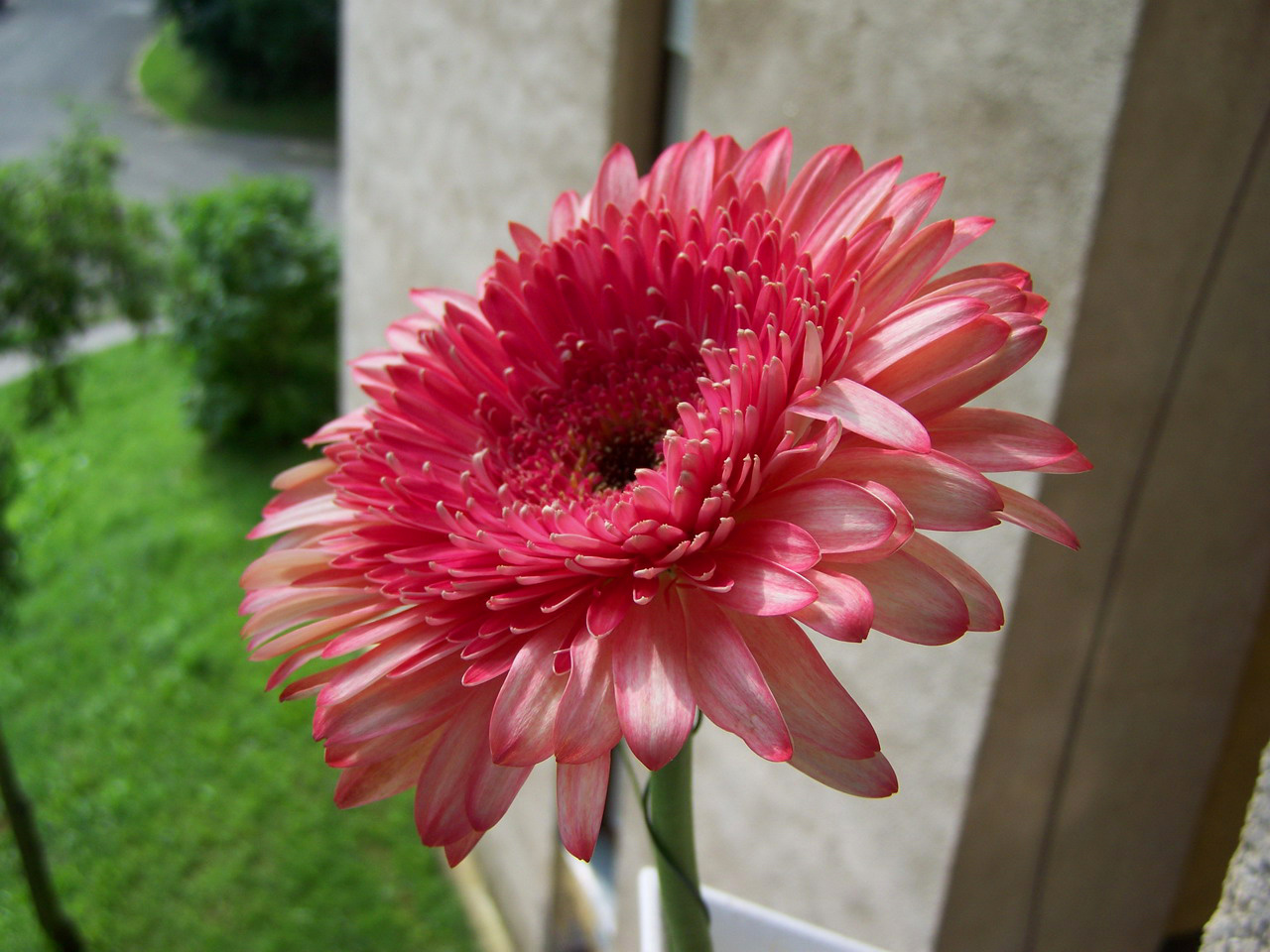 gerbera, rózsaszínes