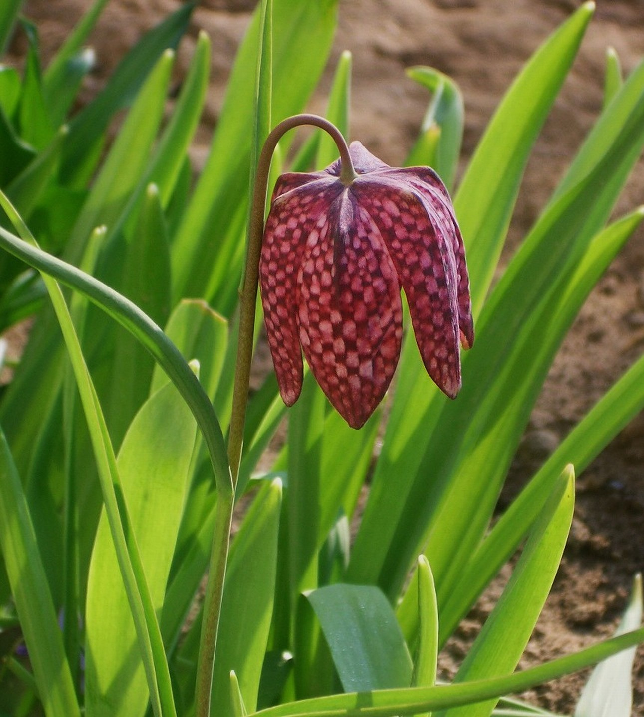 tulipán, kockás (Novák 1)