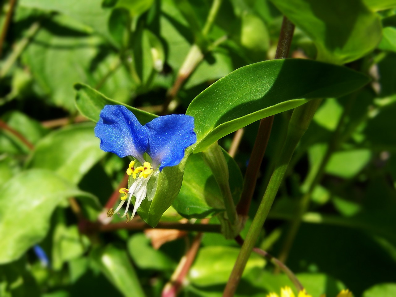 különleges növények, izgalmas kicsi kék