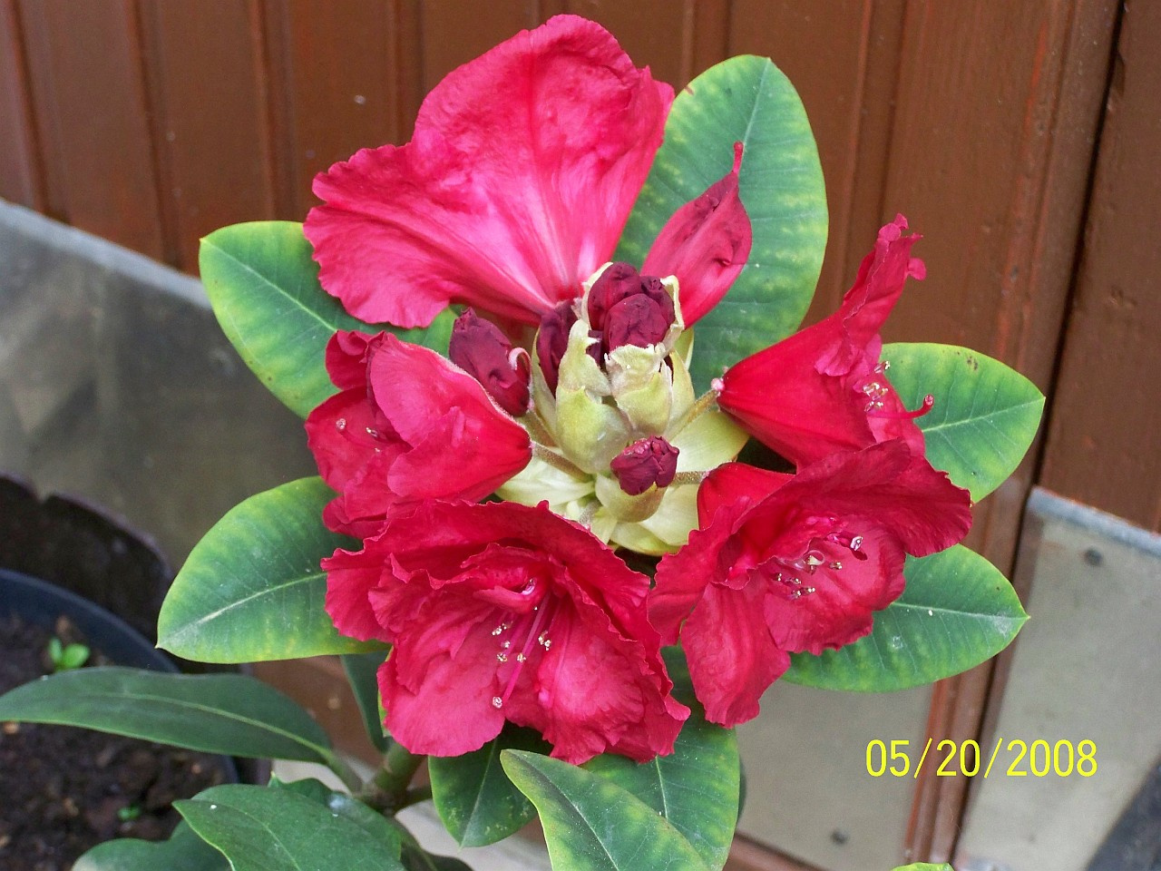 rhododendron, nyílik folyamatosan