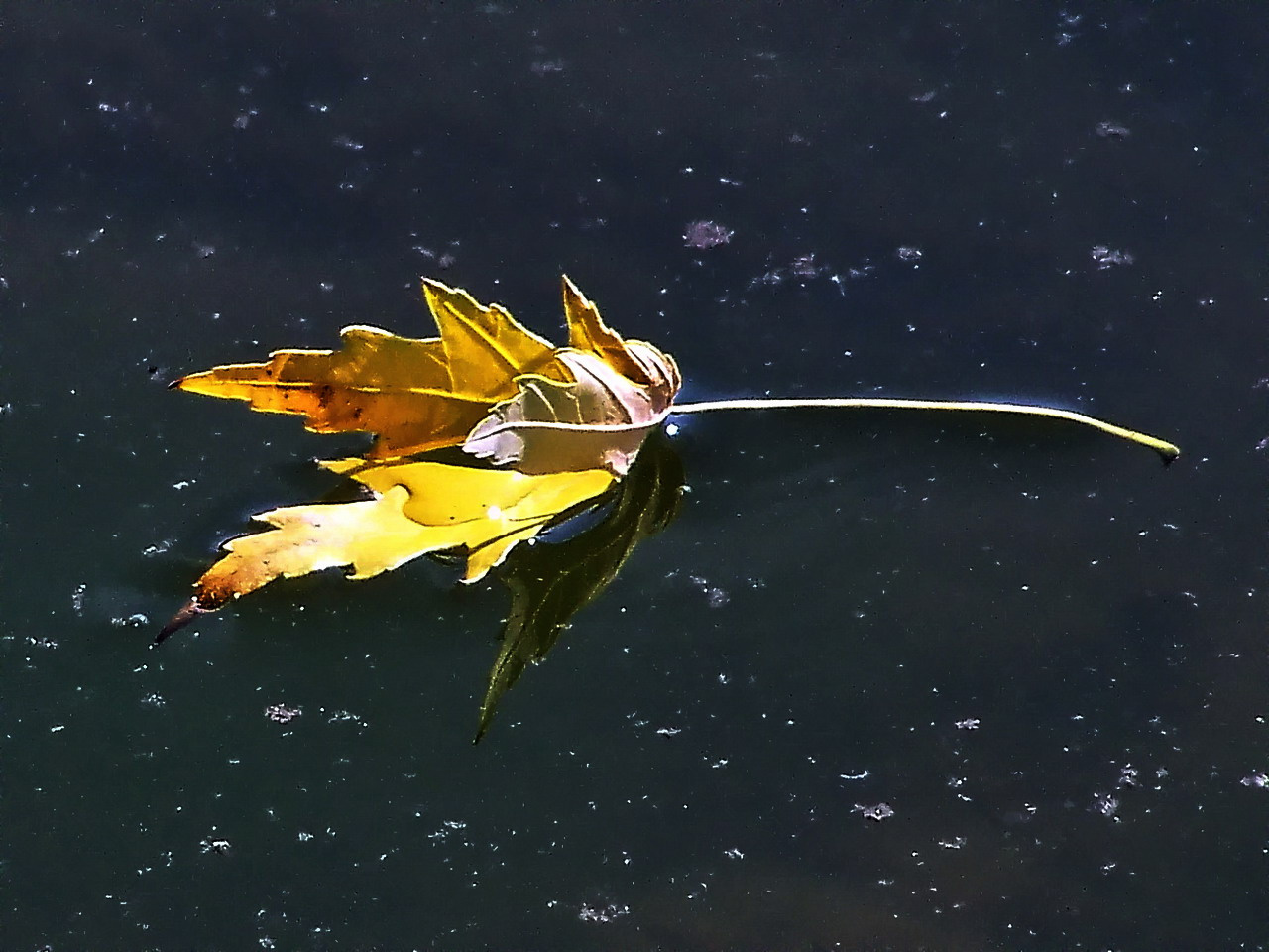 őszi színek, vizen végzi