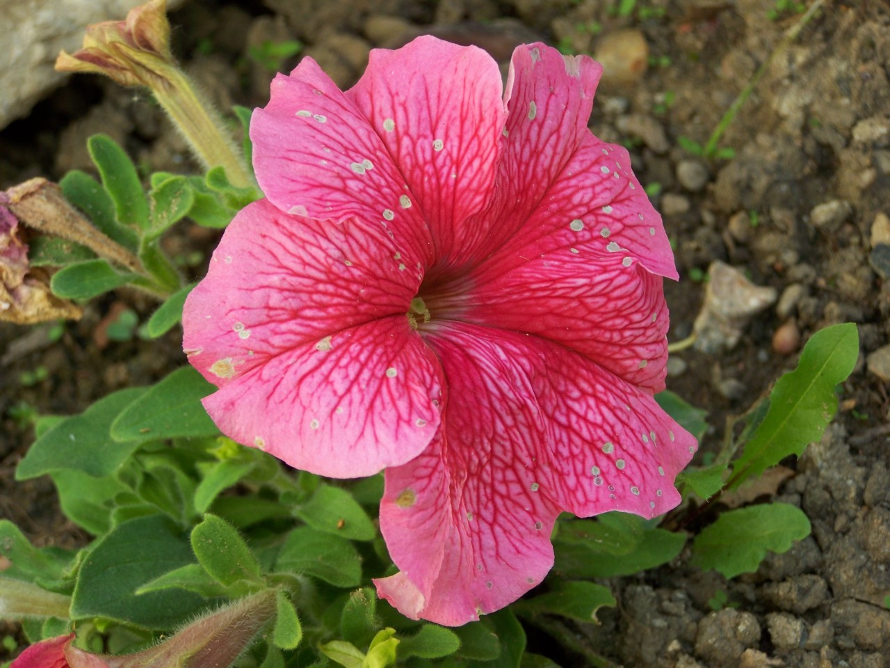 petunia, egy rózsaszín