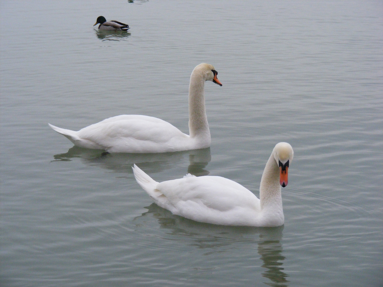 Hattyúk a Balatonon