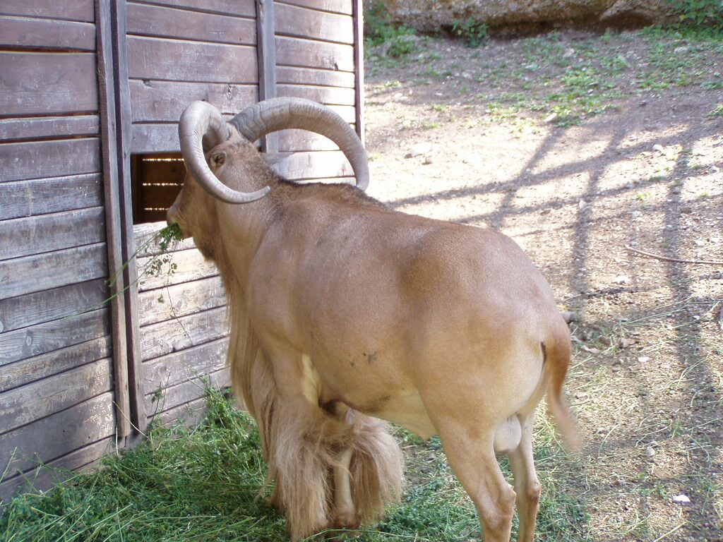 1-veszprém-zoo (05)