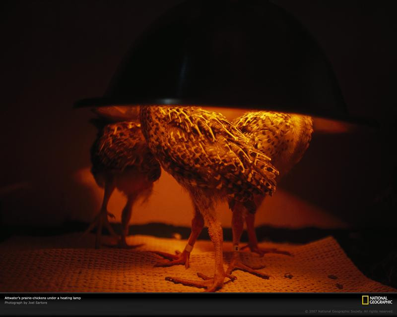 attwaters-chickens-heat-lamp-708033-xl (Medium)