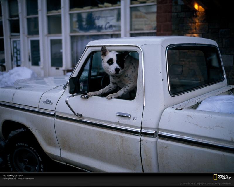 dog-truck-colorado-672802-xl (Medium)